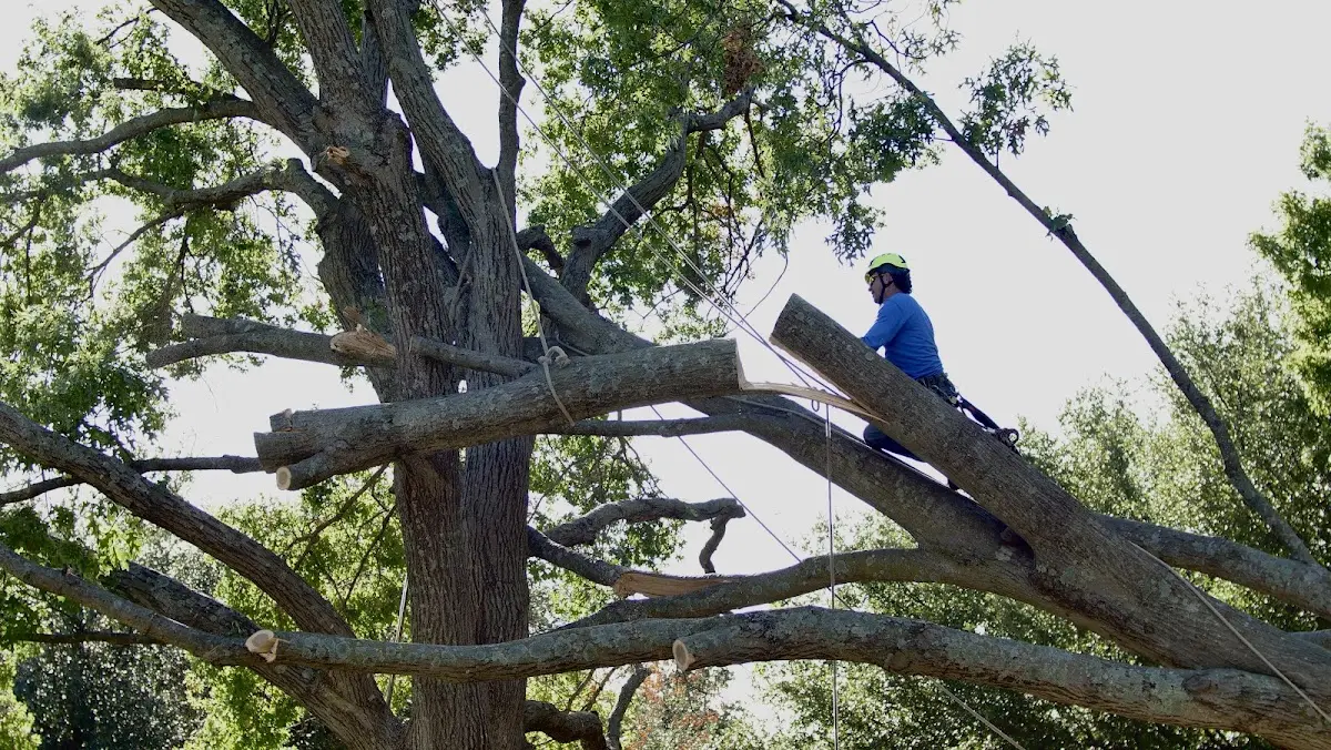 Professional Crown Thinning performed by certified arborists in Braidwood